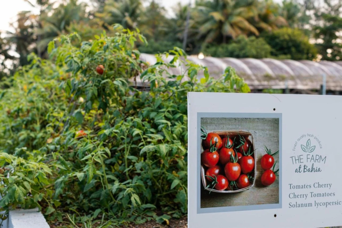 St Regis Bahia Beach - Hotel Photo 75