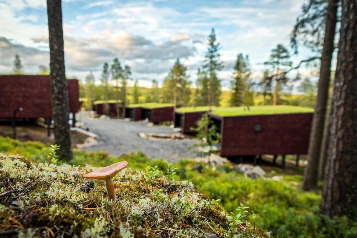 Arctic TreeHouse Hotel - Hotel Photo 5