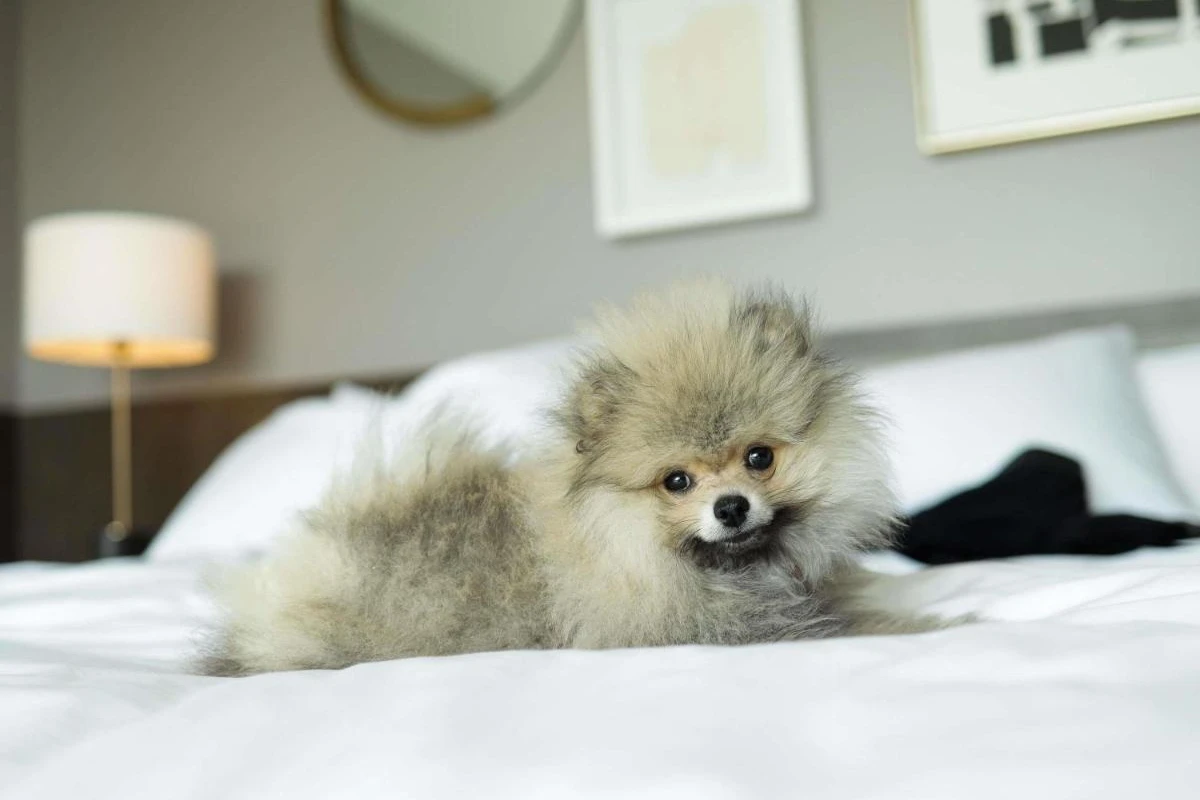 Fairmont Century Plaza - Hotel Photo 26