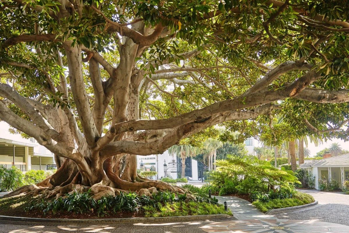 Fairmont Miramar Hotel & Bungalows - Hotel Photo 2