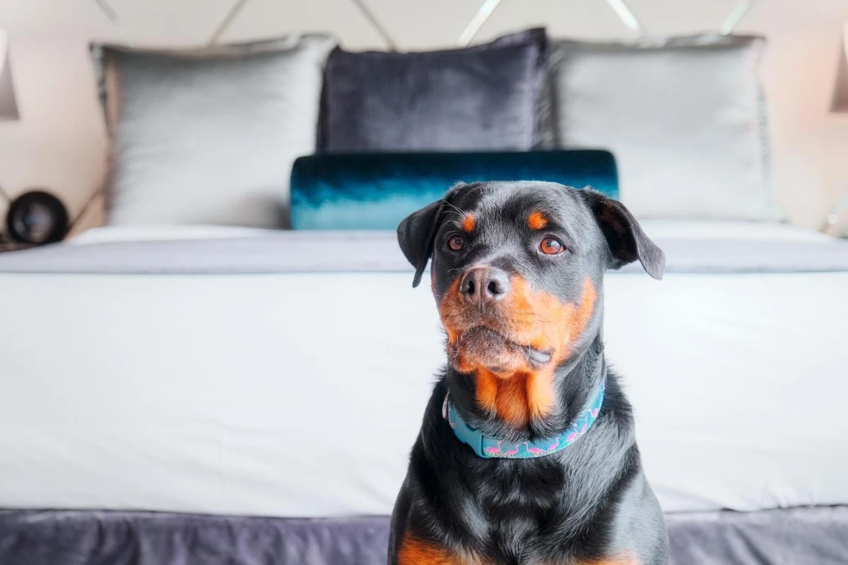 Paradox Vancouver - Hotel Photo 7