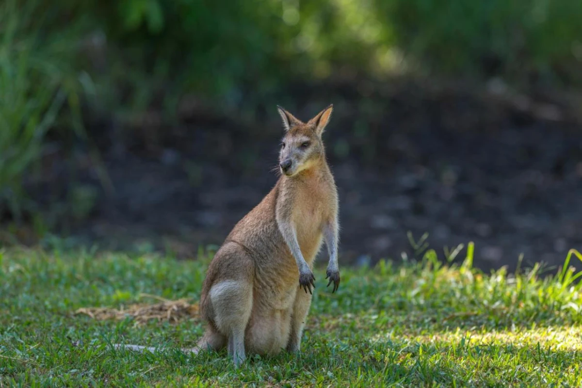 Thala Beach Nature Reserve - Hotel Photo 39