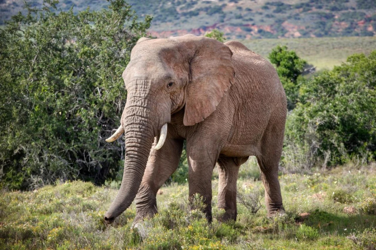 Amakhala Bush Lodge - Hotel Photo 15