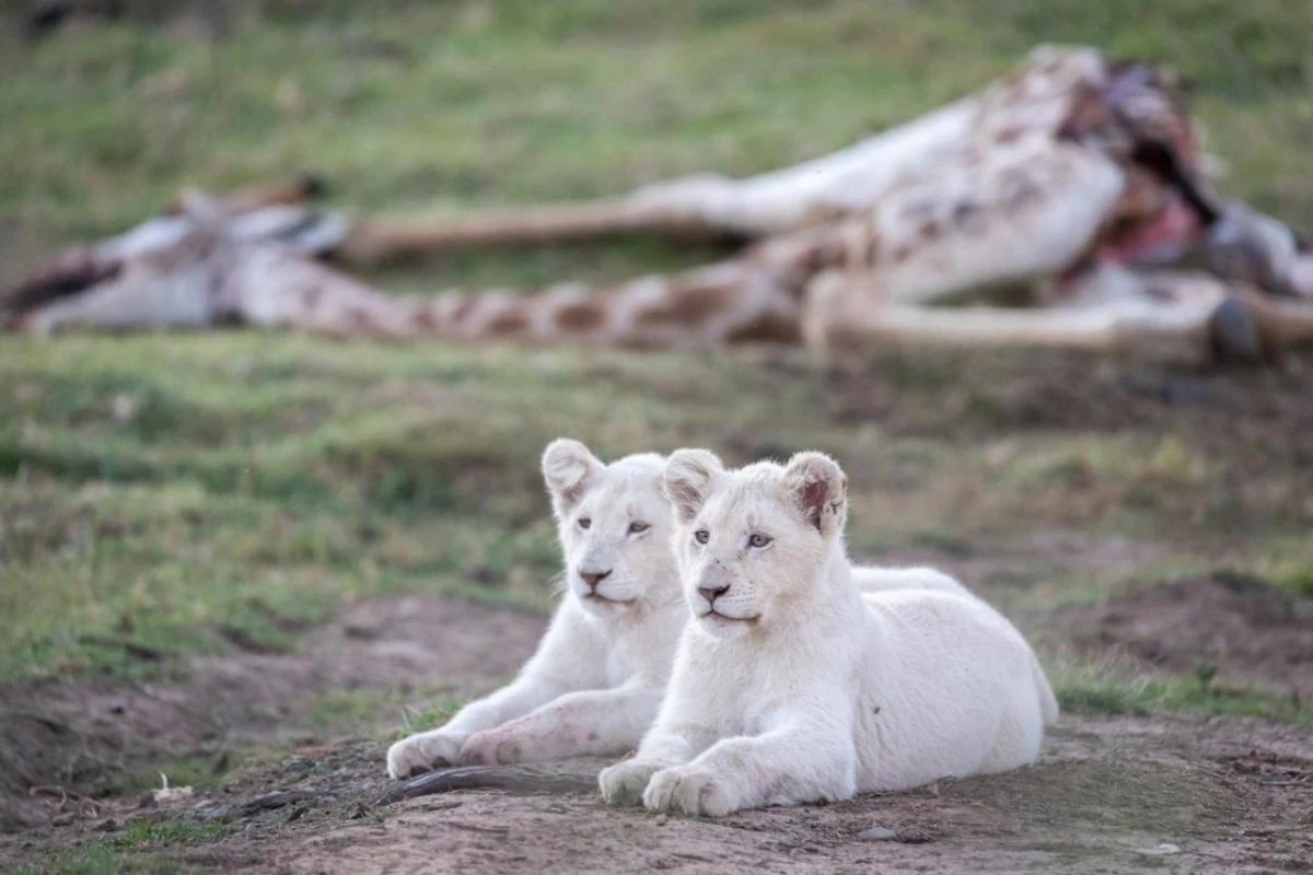 Pumba Private Game Reserve - Hotel Photo 10
