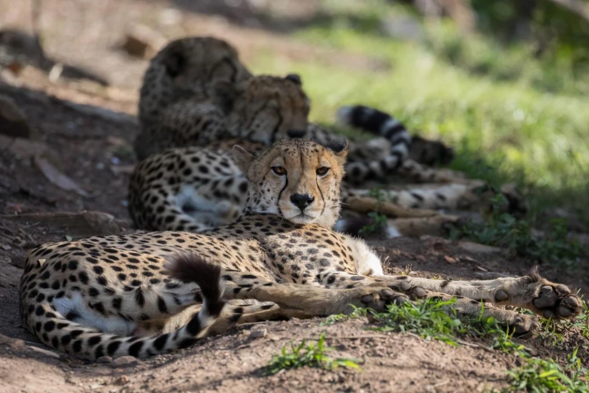 Pumba Private Game Reserve - Hotel Photo 12