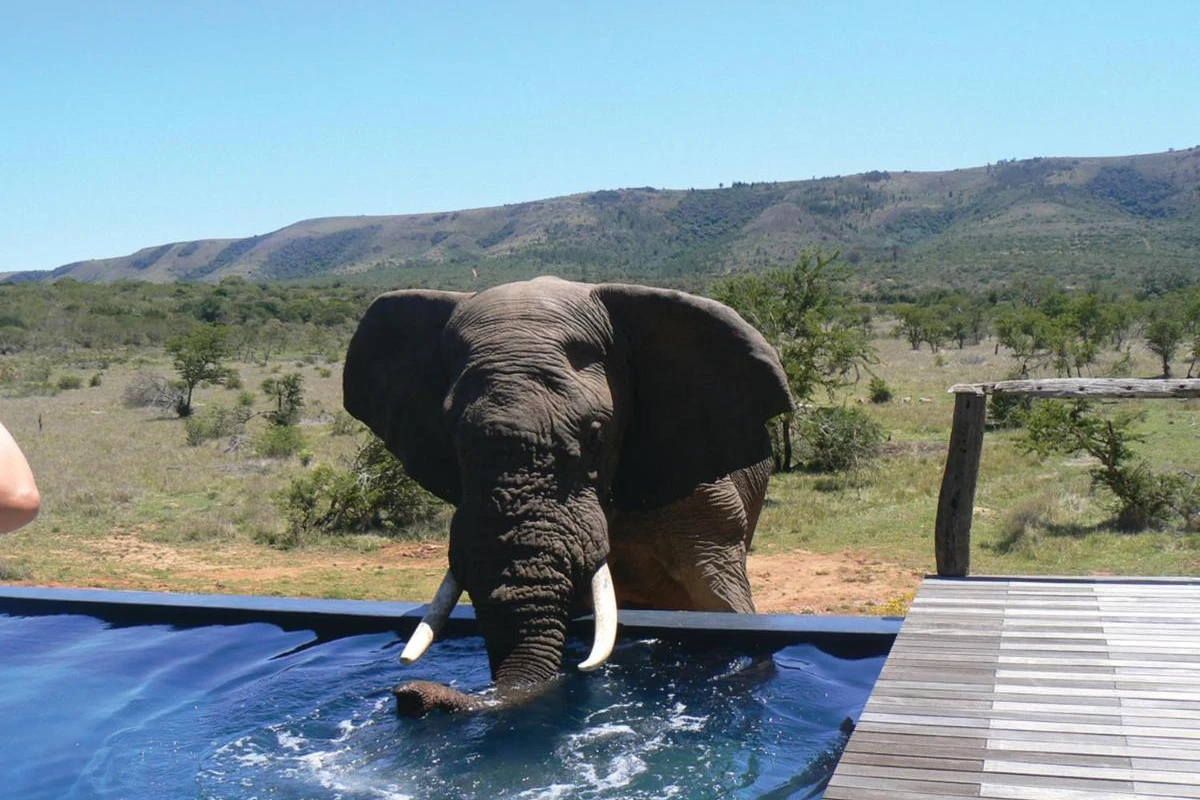 Pumba Private Game Reserve - Hotel Photo 13