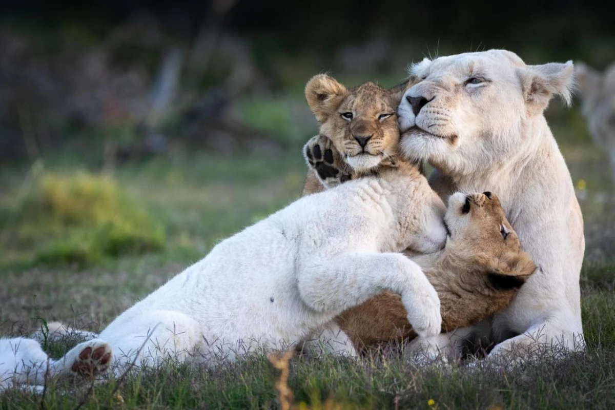 Pumba Private Game Reserve - Hotel Photo 27