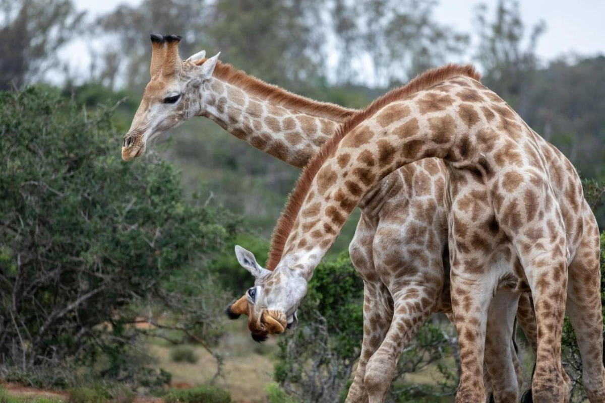 Pumba Private Game Reserve - Hotel Photo 31