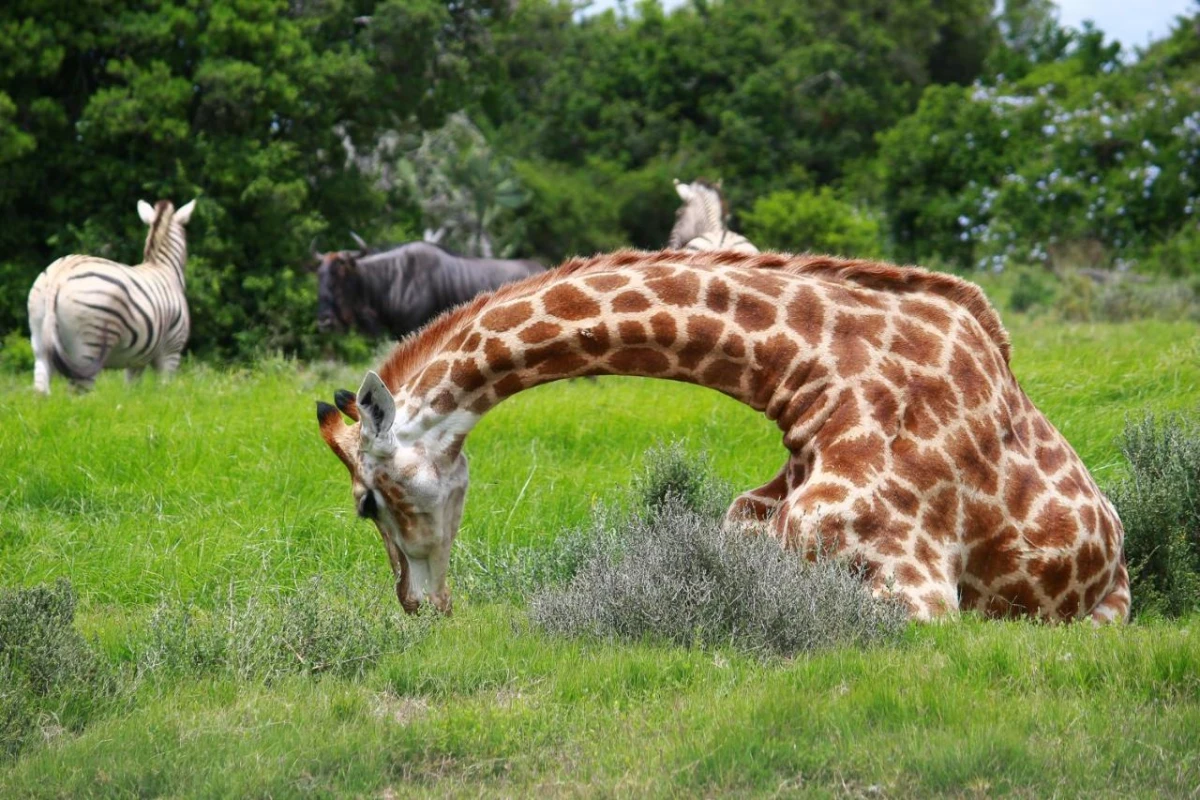 Pumba Private Game Reserve - Hotel Photo 32
