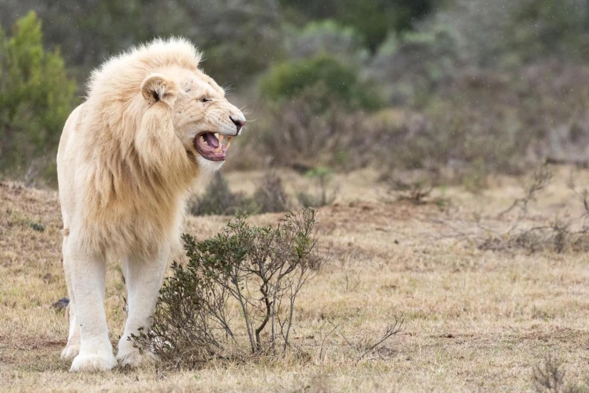 Pumba Private Game Reserve - Hotel Photo 34