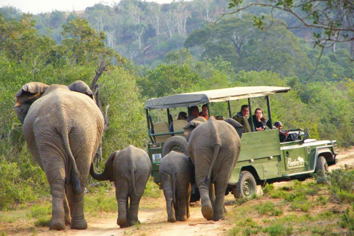 Pumba Private Game Reserve - Hotel Photo 36