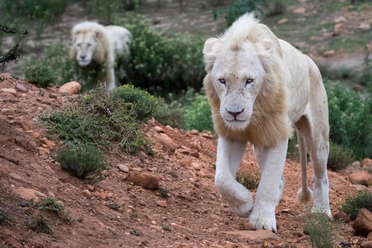 Pumba Private Game Reserve - Hotel Photo 38