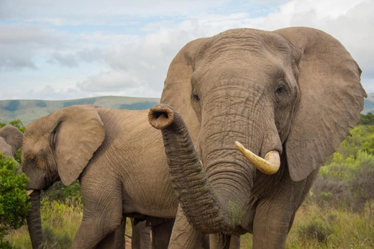 Pumba Private Game Reserve - Hotel Photo 39