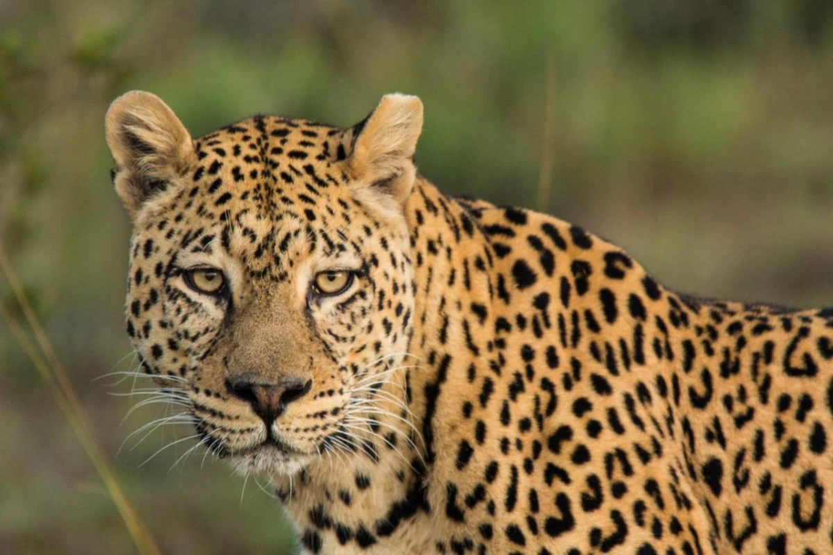 Pumba Private Game Reserve - Hotel Photo 40