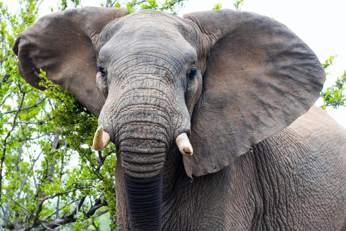 Aha Makalali Private Game Lodge - Hotel Photo 36