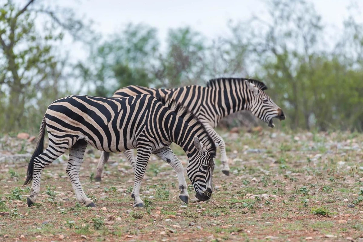 Aha Makalali Private Game Lodge - Hotel Photo 37