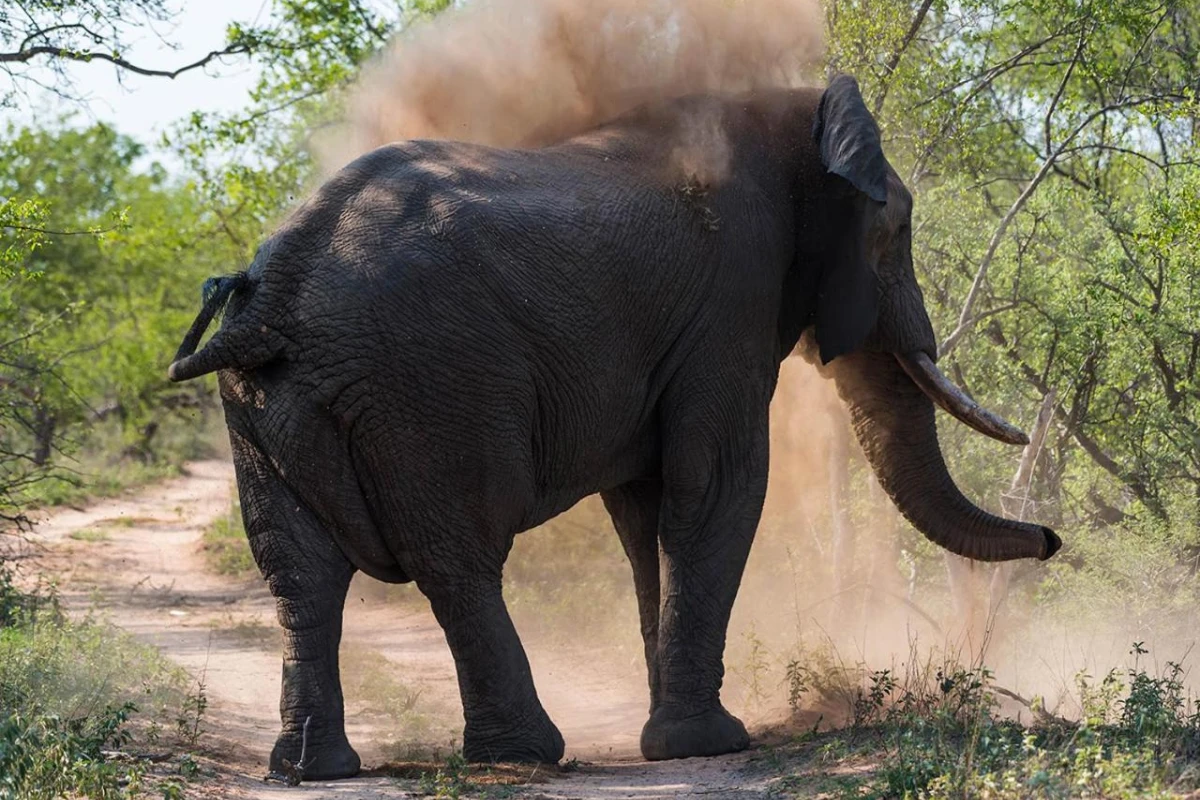 Aha Makalali Private Game Lodge - Hotel Photo 39