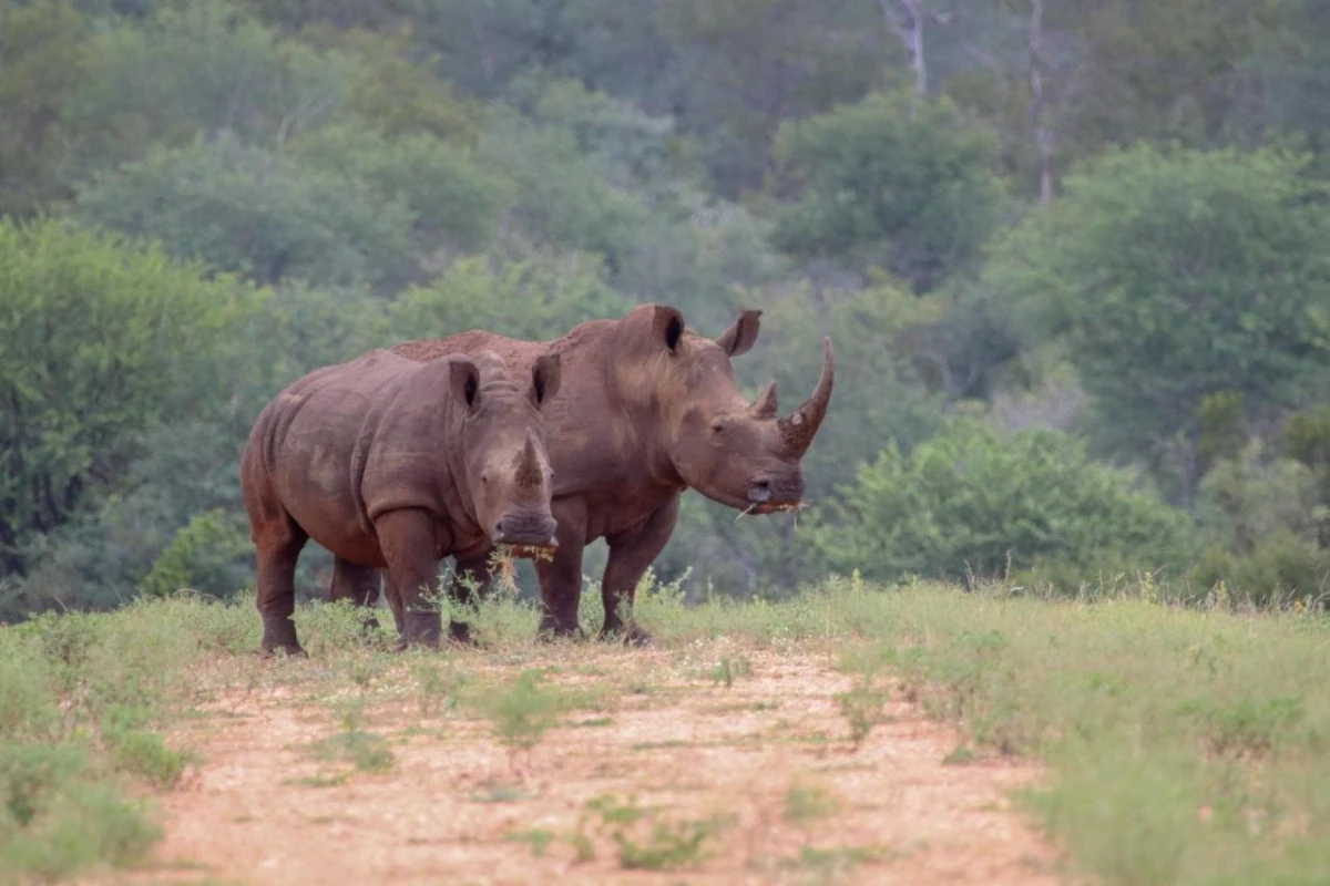 Garonga Safari Co - Hotel Photo 25
