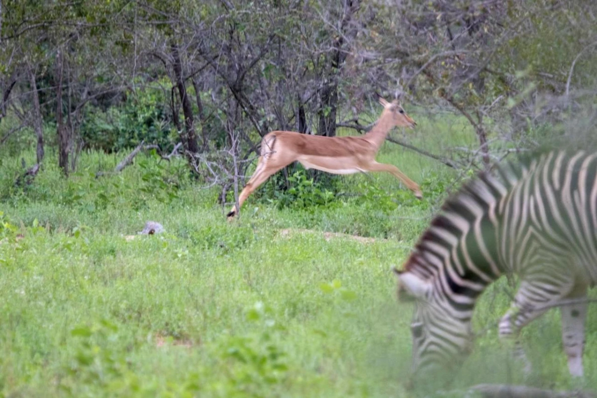 Garonga Safari Co - Hotel Photo 27