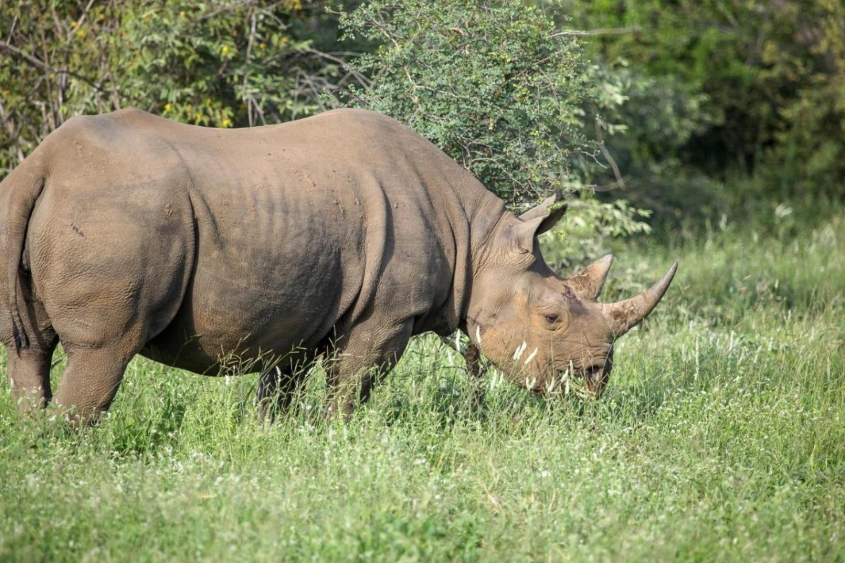 Garonga Safari Co - Hotel Photo 35