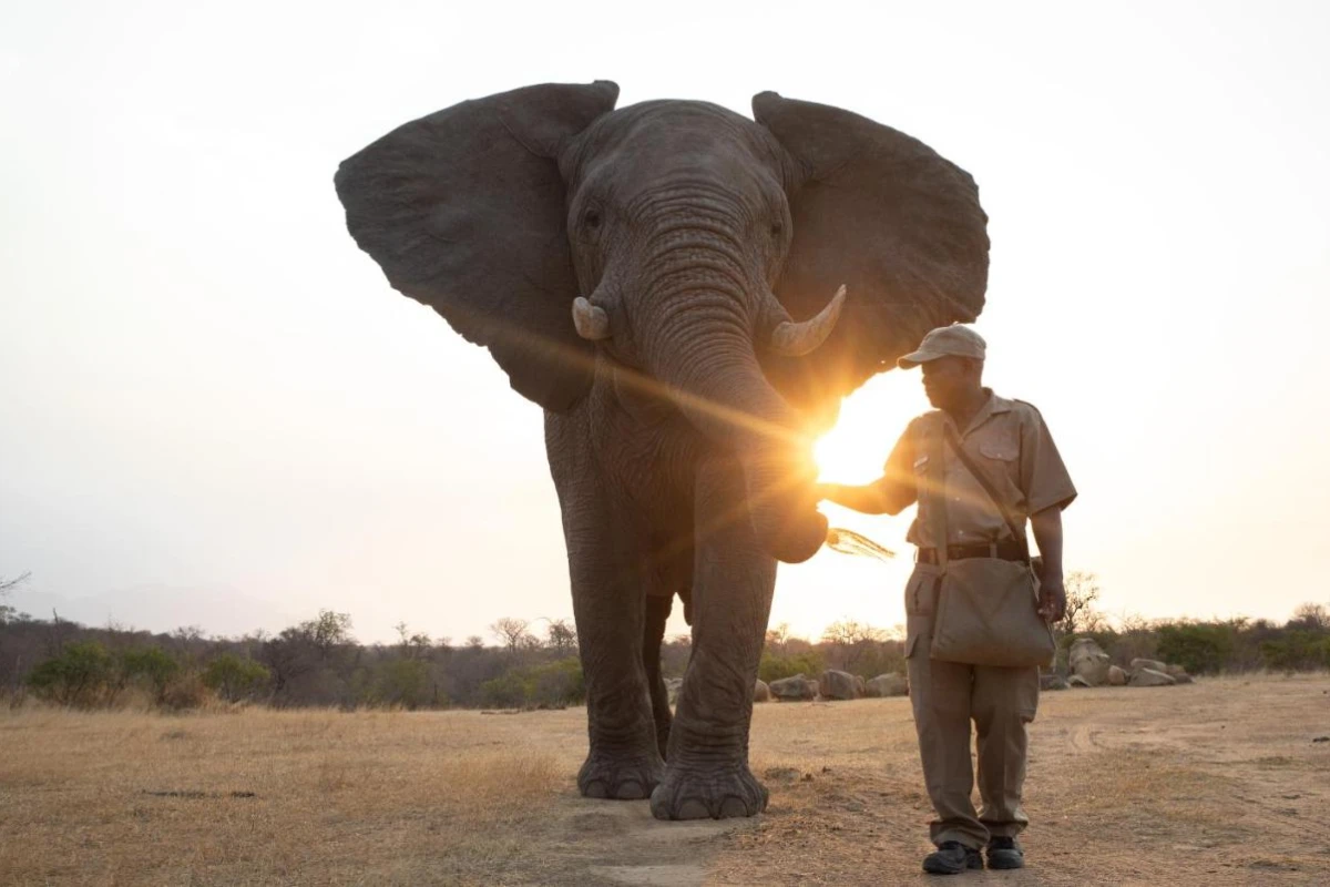 Jabulani Safari - Hotel Photo 10