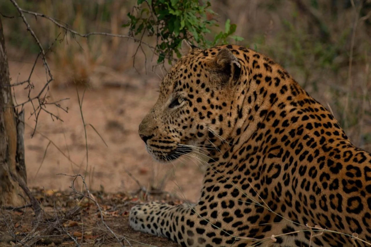 Kapama Buffalo Camp - Hotel Photo 13