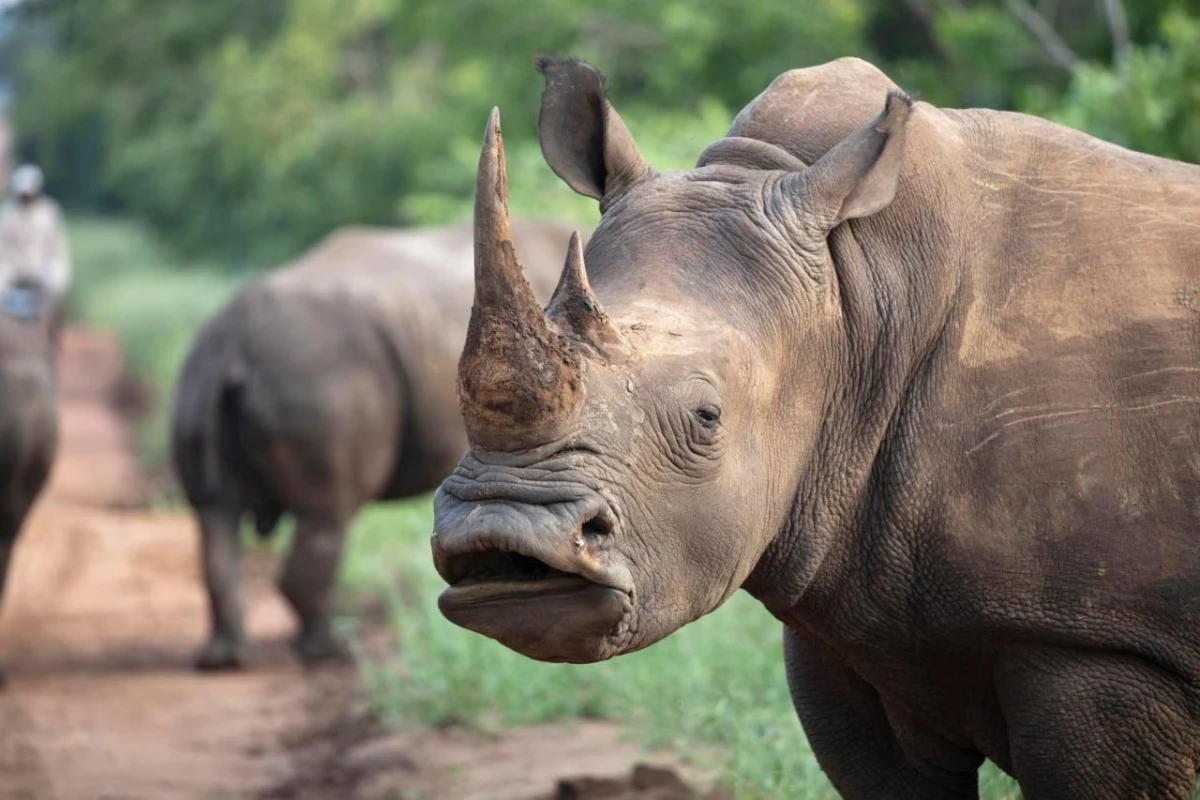 Kapama River Lodge - Hotel Photo 12