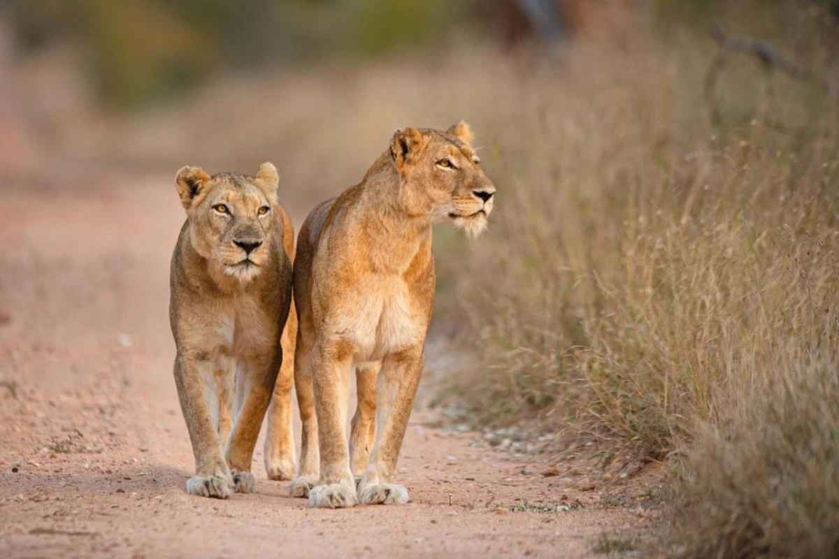 Kapama River Lodge - Hotel Photo 18