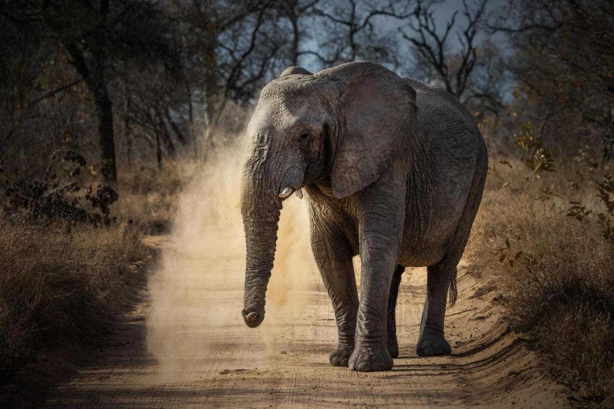 Kapama River Lodge - Hotel Photo 28