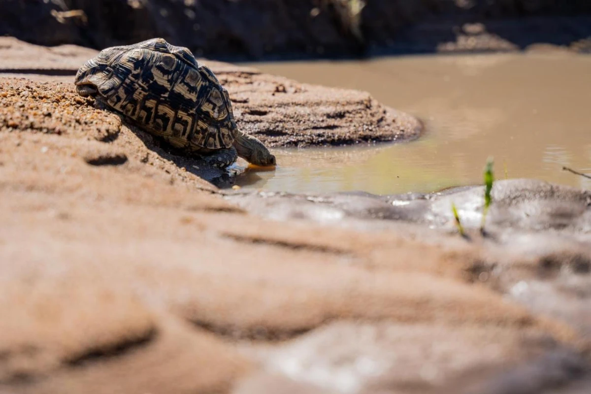 Thornybush Game Lodge - Hotel Photo 23