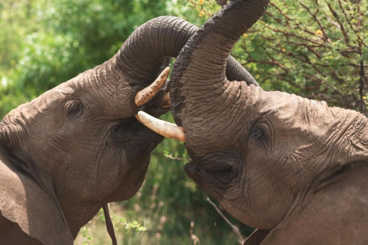 Black Rhino Game Lodge - Hotel Photo 23