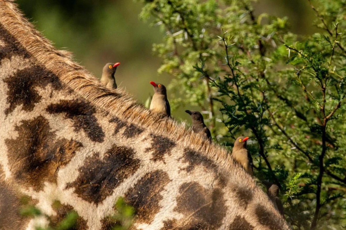 Black Rhino Game Lodge - Hotel Photo 26