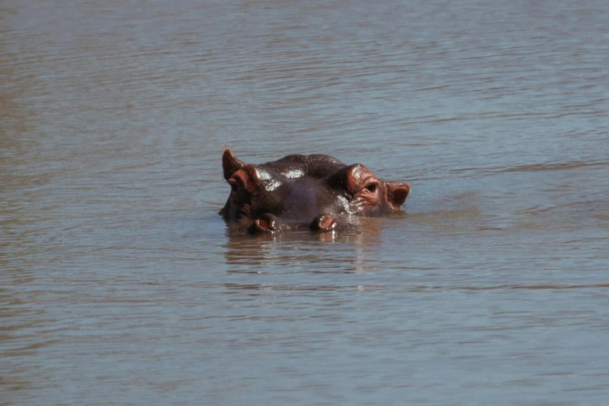 Black Rhino Game Lodge - Hotel Photo 42