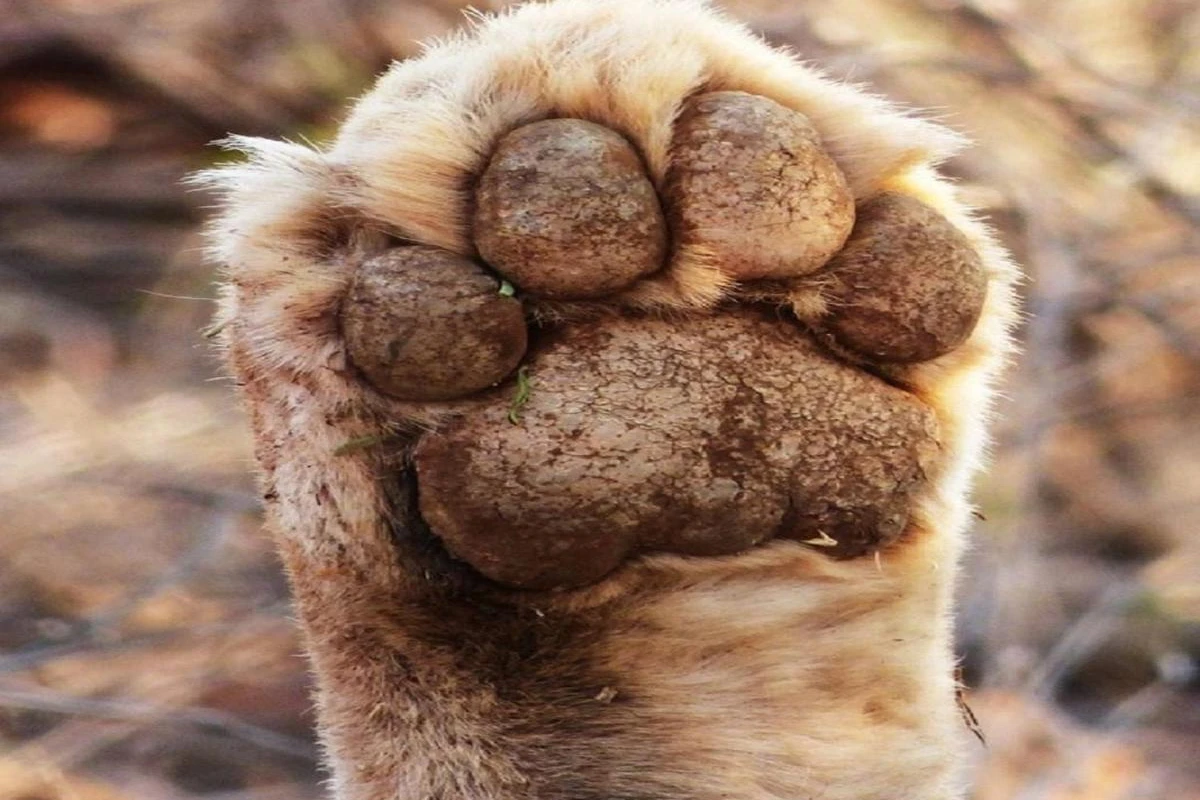 Madikwe Hills Private Game Lodge - Hotel Photo 4