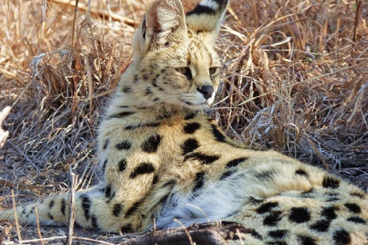 Madikwe Hills Private Game Lodge - Hotel Photo 5