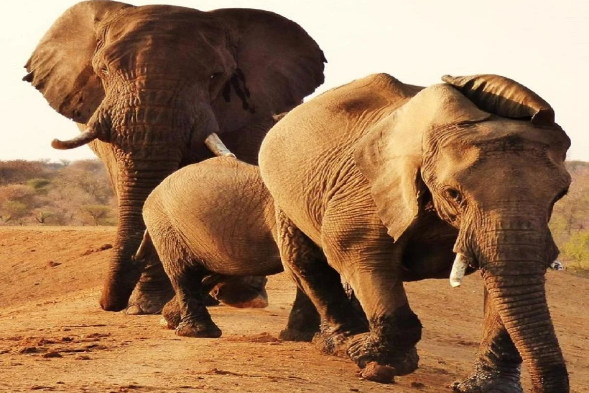 Madikwe Hills Private Game Lodge - Hotel Photo 7