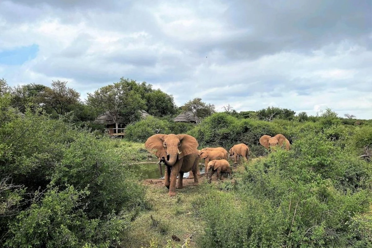 Motswiri Private Safari Lodge - Hotel Photo 24