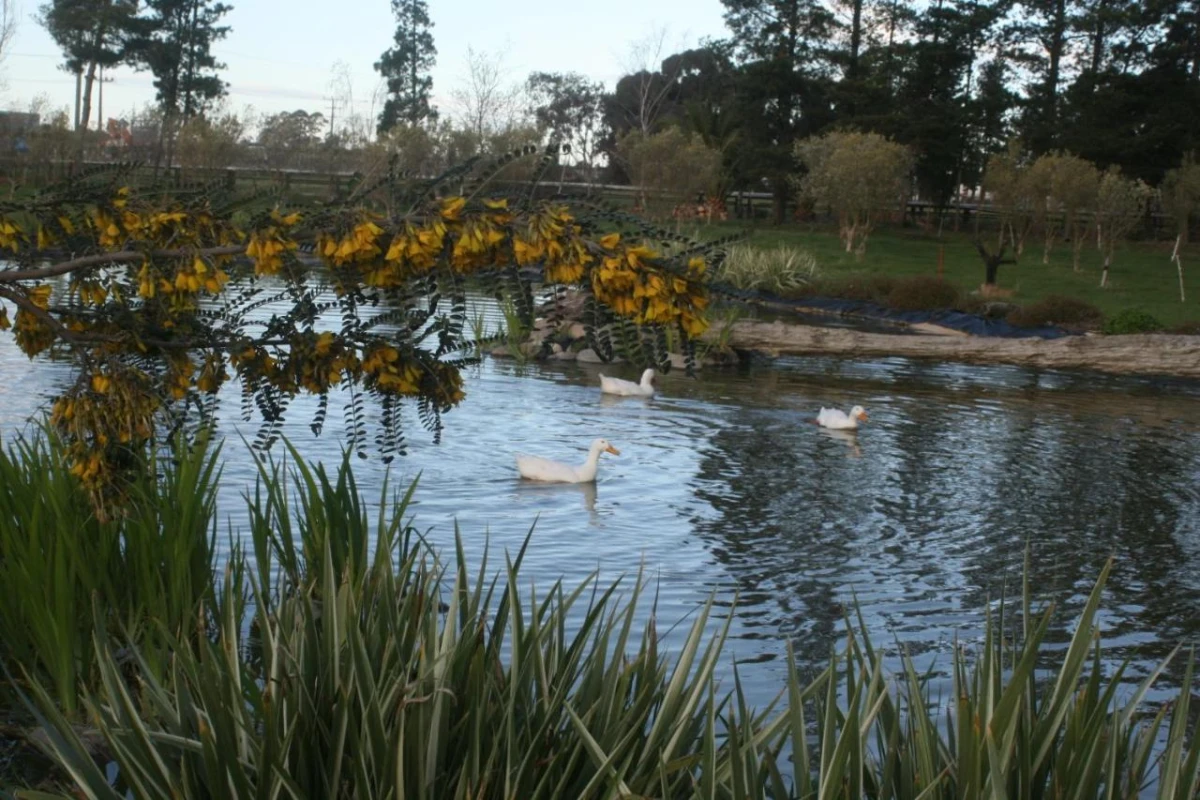 The Peppertree Luxury Accommodation - Hotel Photo 12