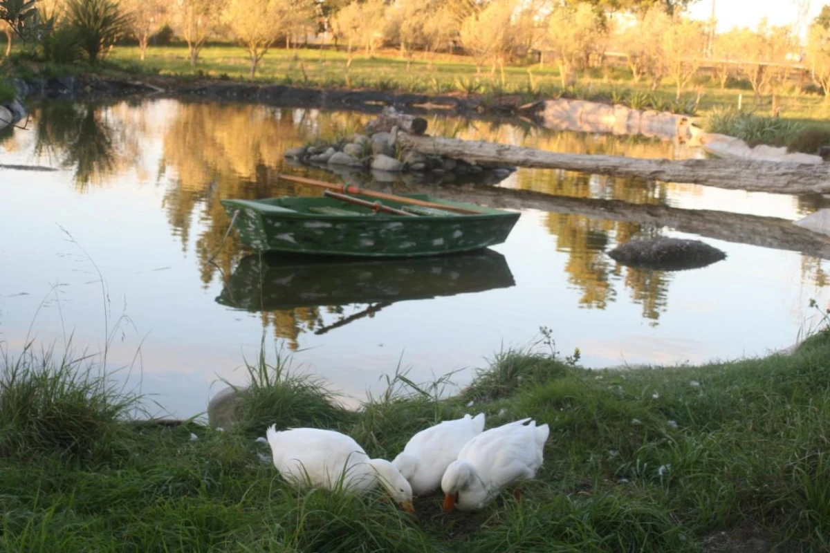 The Peppertree Luxury Accommodation - Hotel Photo 13