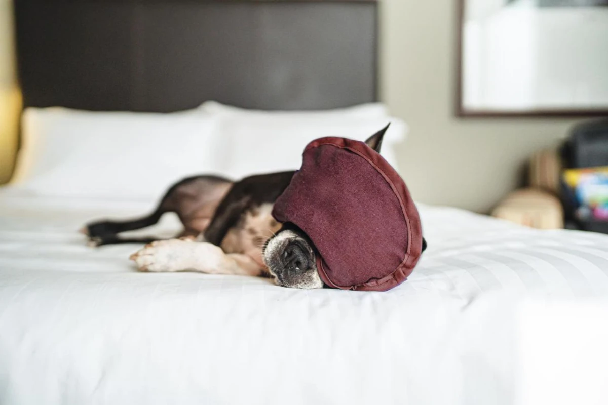 Santiago Marriott Hotel - Hotel Photo 7