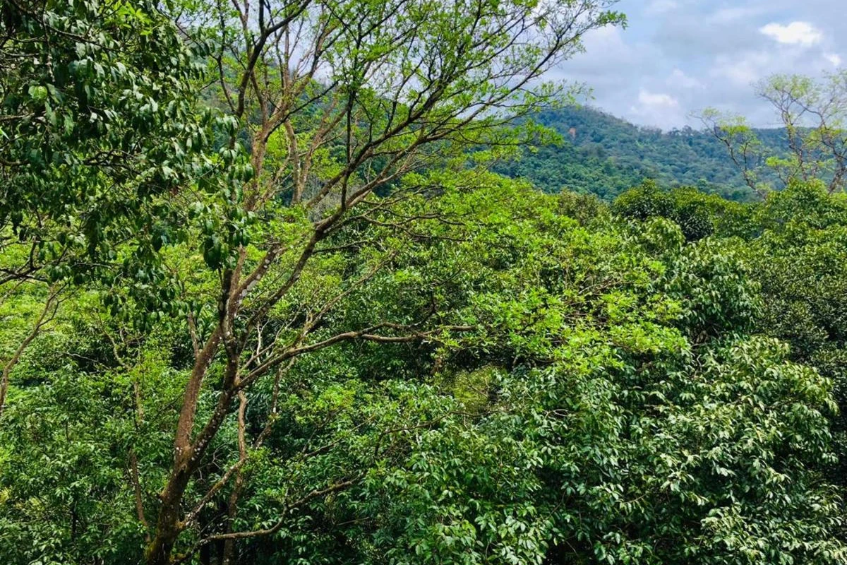 Coorg Wilderness Resort & Spa - Hotel Photo 4