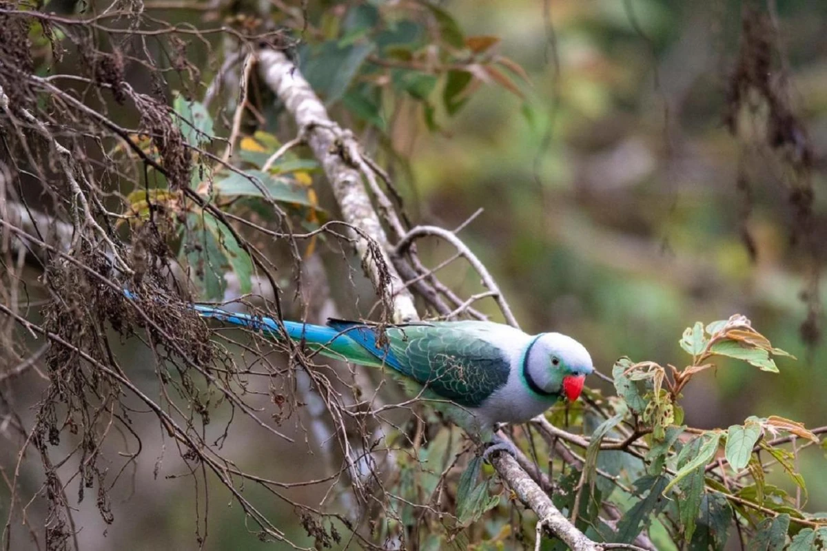 Coorg Wilderness Resort & Spa - Hotel Photo 21