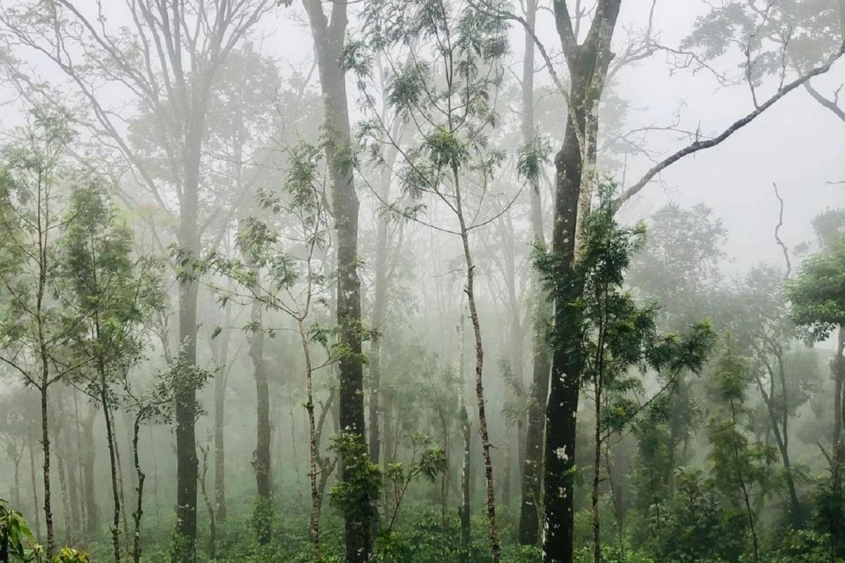 Coorg Wilderness Resort & Spa - Hotel Photo 44