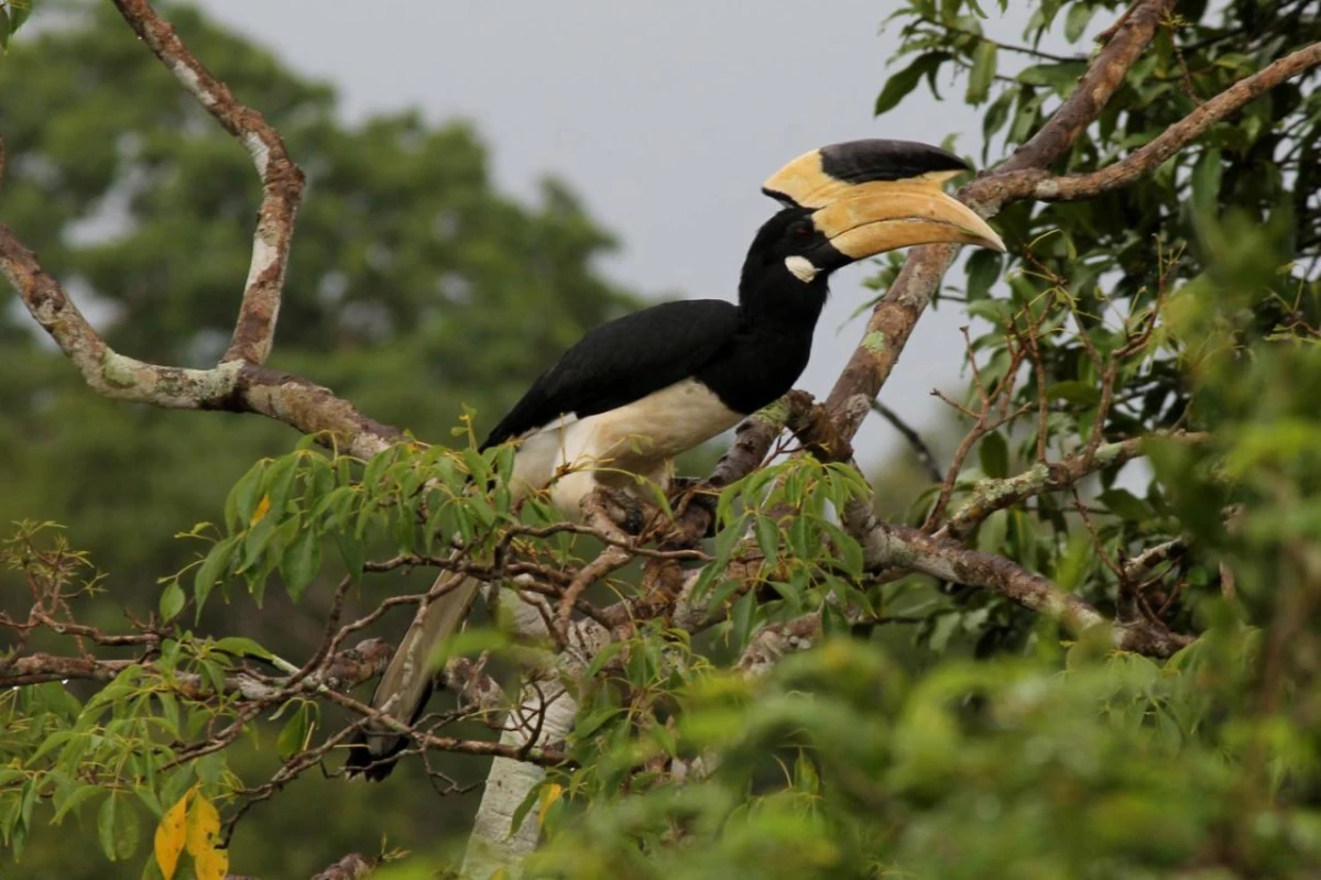 Jetwing Jungle Lodge A Luxury Reserve - Hotel Photo 21