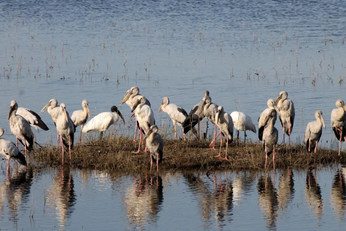 Jetwing Jungle Lodge A Luxury Reserve - Hotel Photo 26