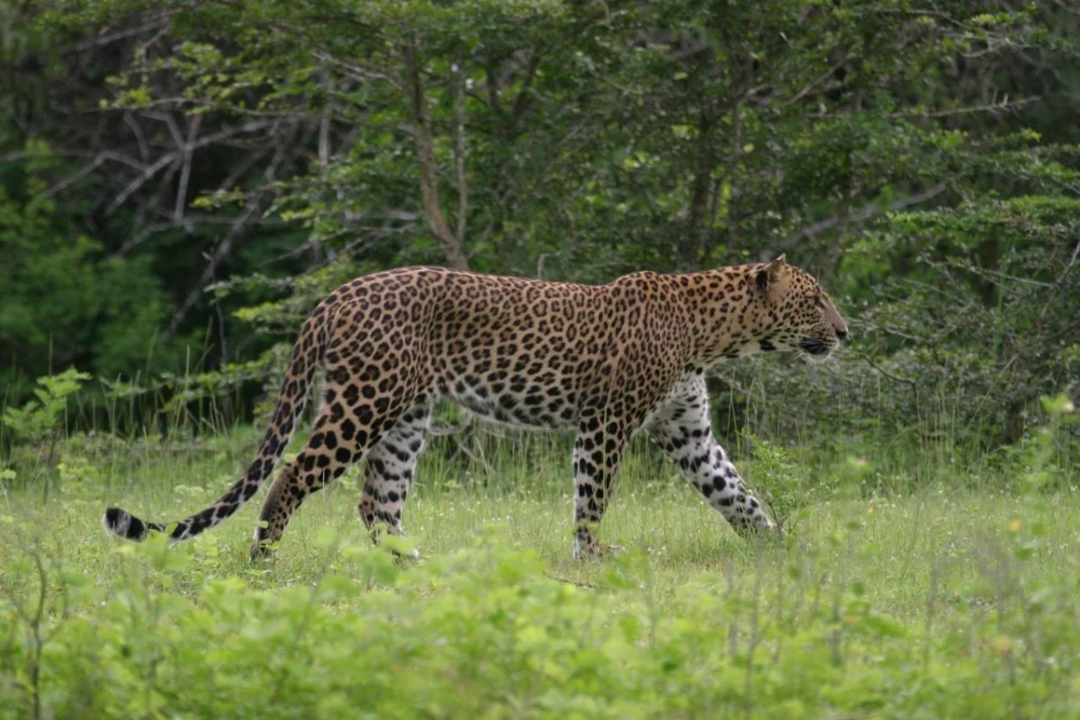 Jetwing Jungle Lodge A Luxury Reserve - Hotel Photo 27