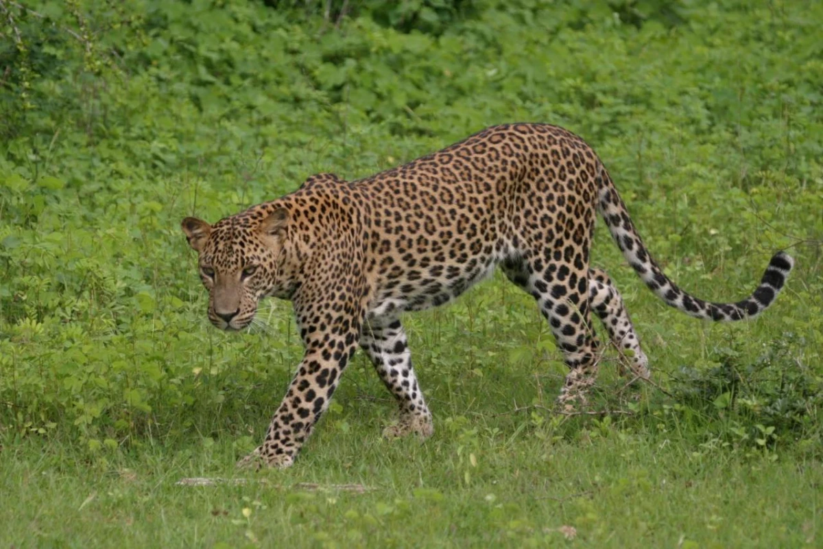 Jetwing Jungle Lodge A Luxury Reserve - Hotel Photo 30