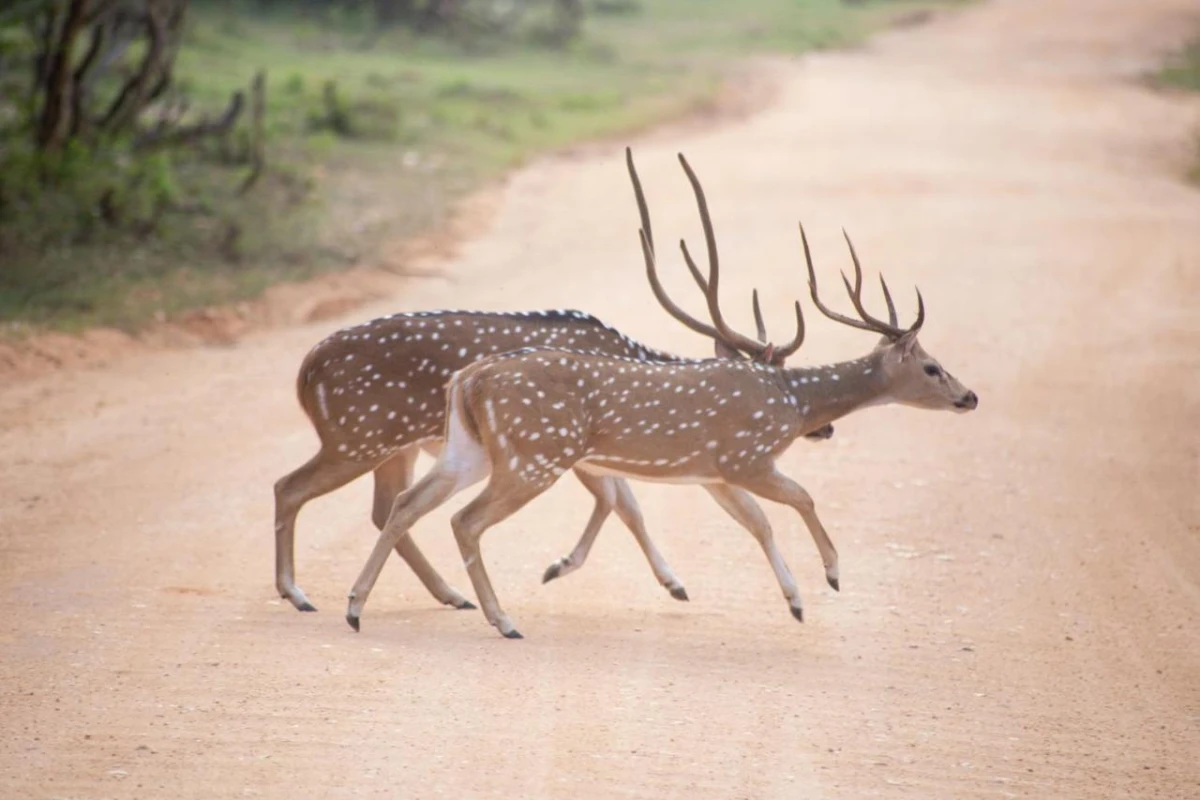 Jetwing Jungle Lodge A Luxury Reserve - Hotel Photo 47