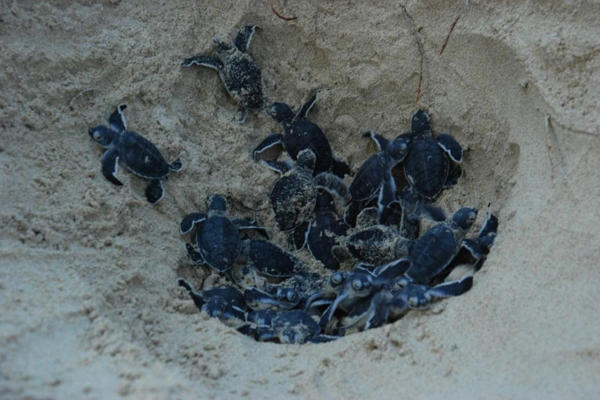 Angsana Bintan - Hotel Photo 22