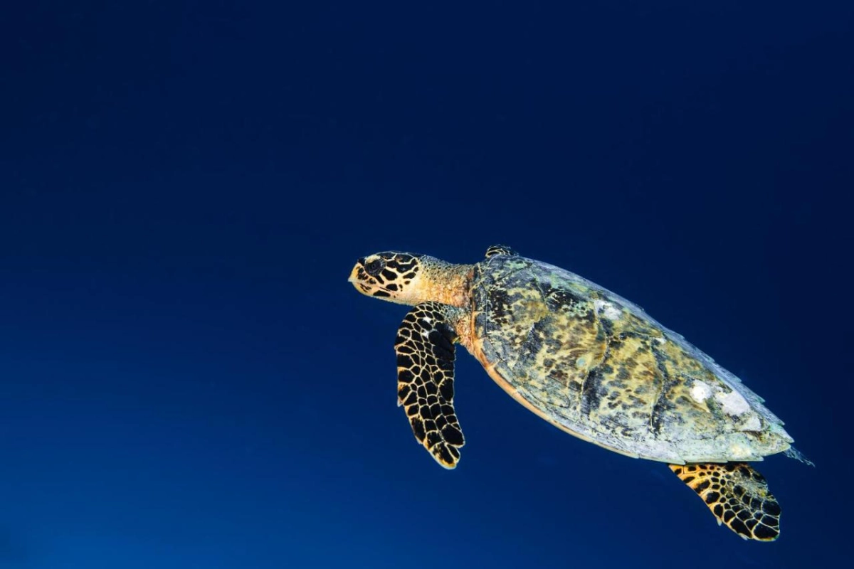 Six Senses Laamu - Hotel Photo 53